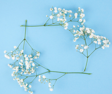 gypsophile